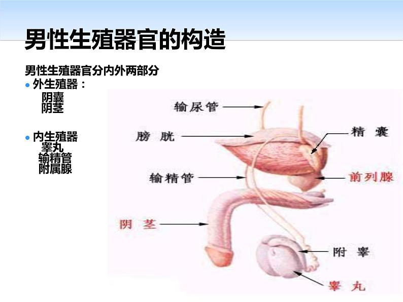 拥抱青春-初中生性教育启蒙教案课件07