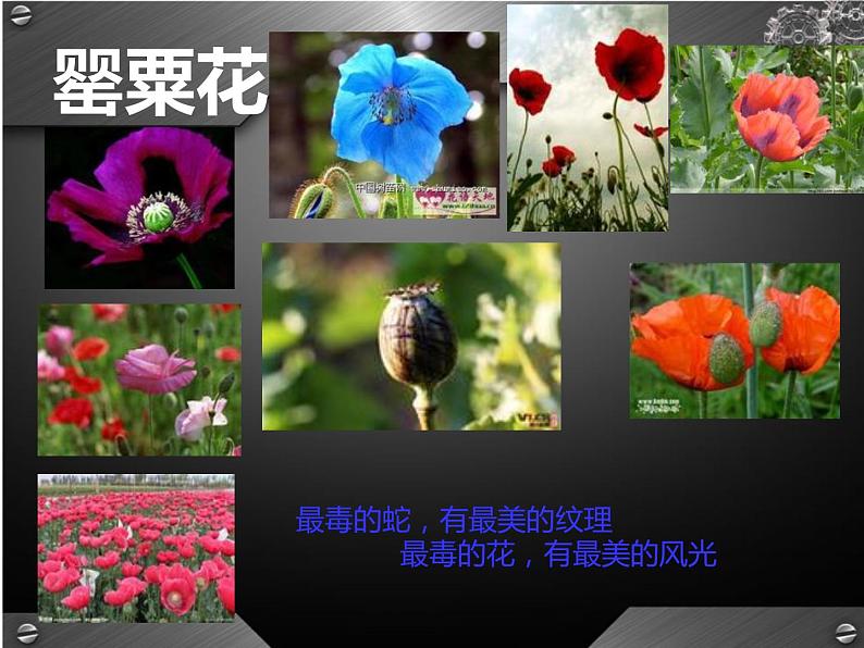 “珍爱生命-远离毒品”最新主题班会课件第6页