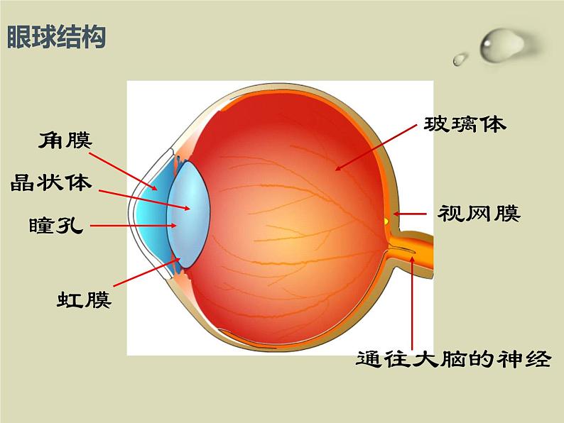 主题班会_预防近视_珍爱光明课件第3页