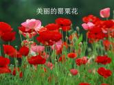 珍爱生命，拒绝毒品---主题班会