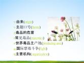 通用版主题班会《国际禁毒日》精品教学课件PPT优秀课件5