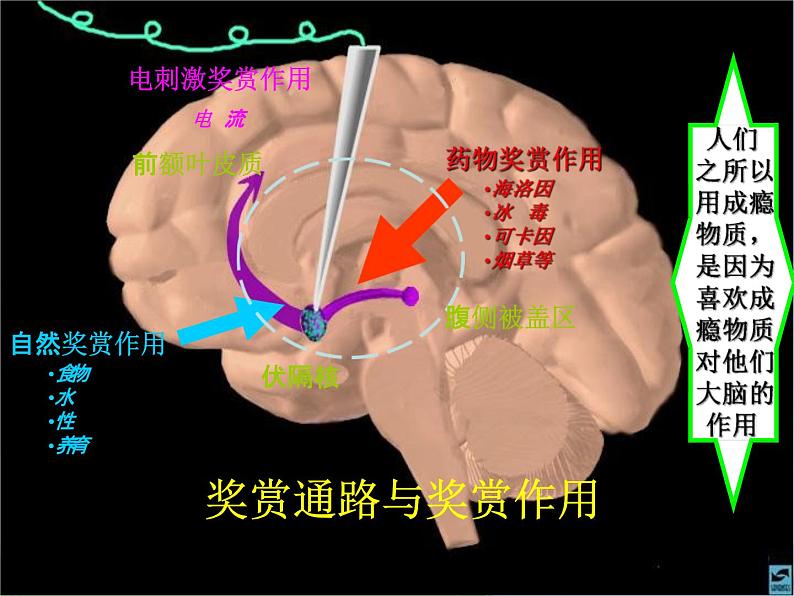 通用版主题班会《世界无烟日：无烟校园》精品教学课件PPT优秀课件04