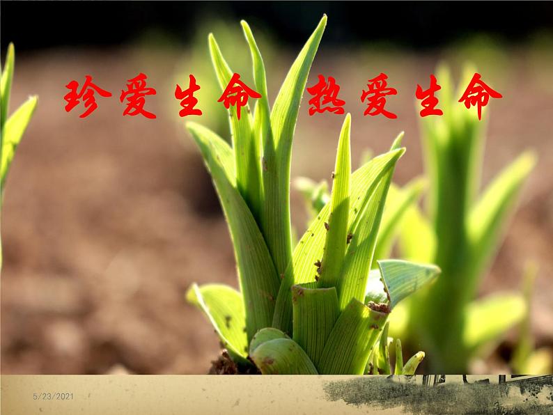 关注生命  热爱生命活动课主题教育班会课件02