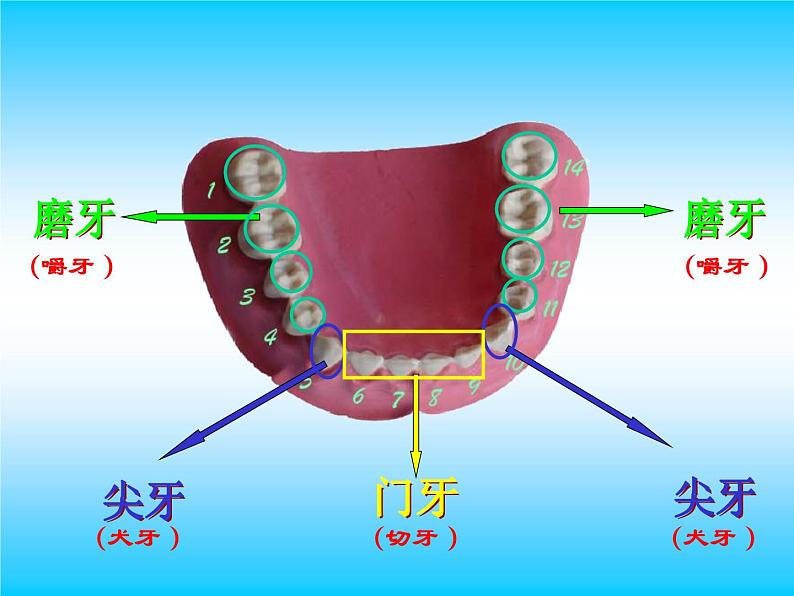 保护牙齿课件05