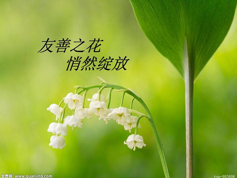 友善之花 悄然绽放课件01