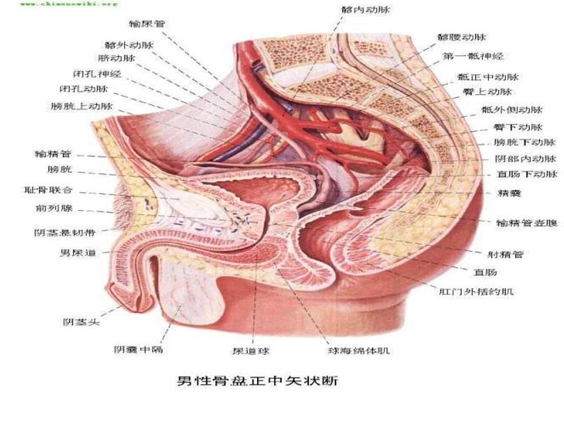 青春期性教育不应当回避课件05