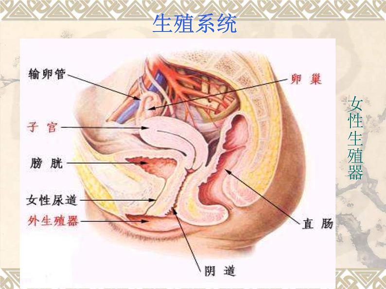 青春期卫生课件02