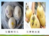 小学主题班会《预防食物中毒：如何预防食物中毒》教学课件