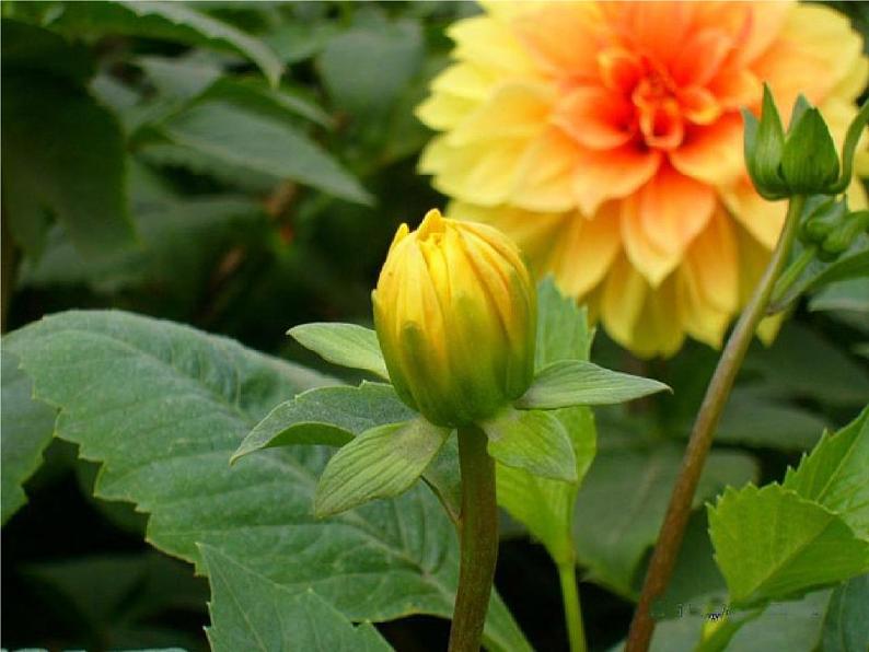 小学主题班会《植树节主题班会》教学课件 植树节3月12活动主题班会03
