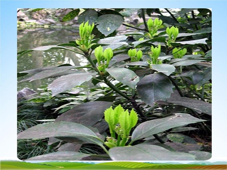 小学主题班会《植树节主题班会》教学课件 植树节3月12活动主题班会05