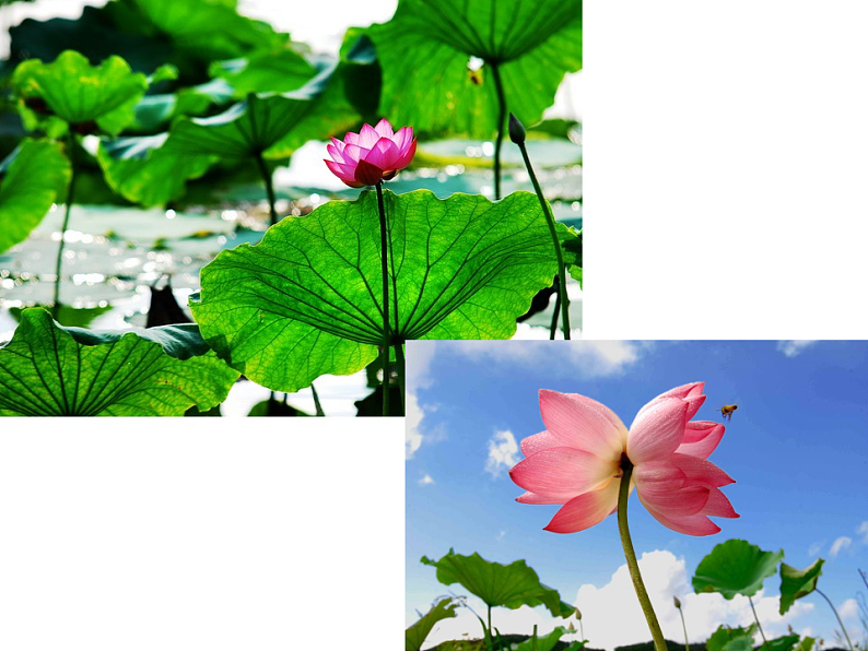 部编版语文七年级上册 7  散文诗两首（课件+教案+朗读）02