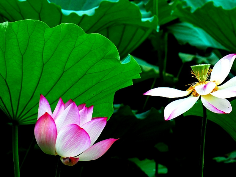 部编版语文七年级上册 7  散文诗两首（课件+教案+朗读）03