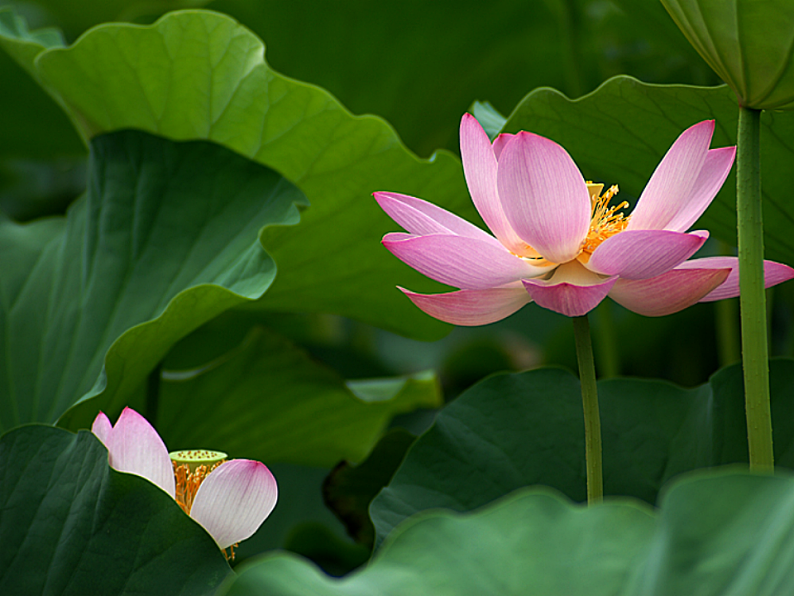 部编版语文七年级上册 7  散文诗两首（课件+教案+朗读）06