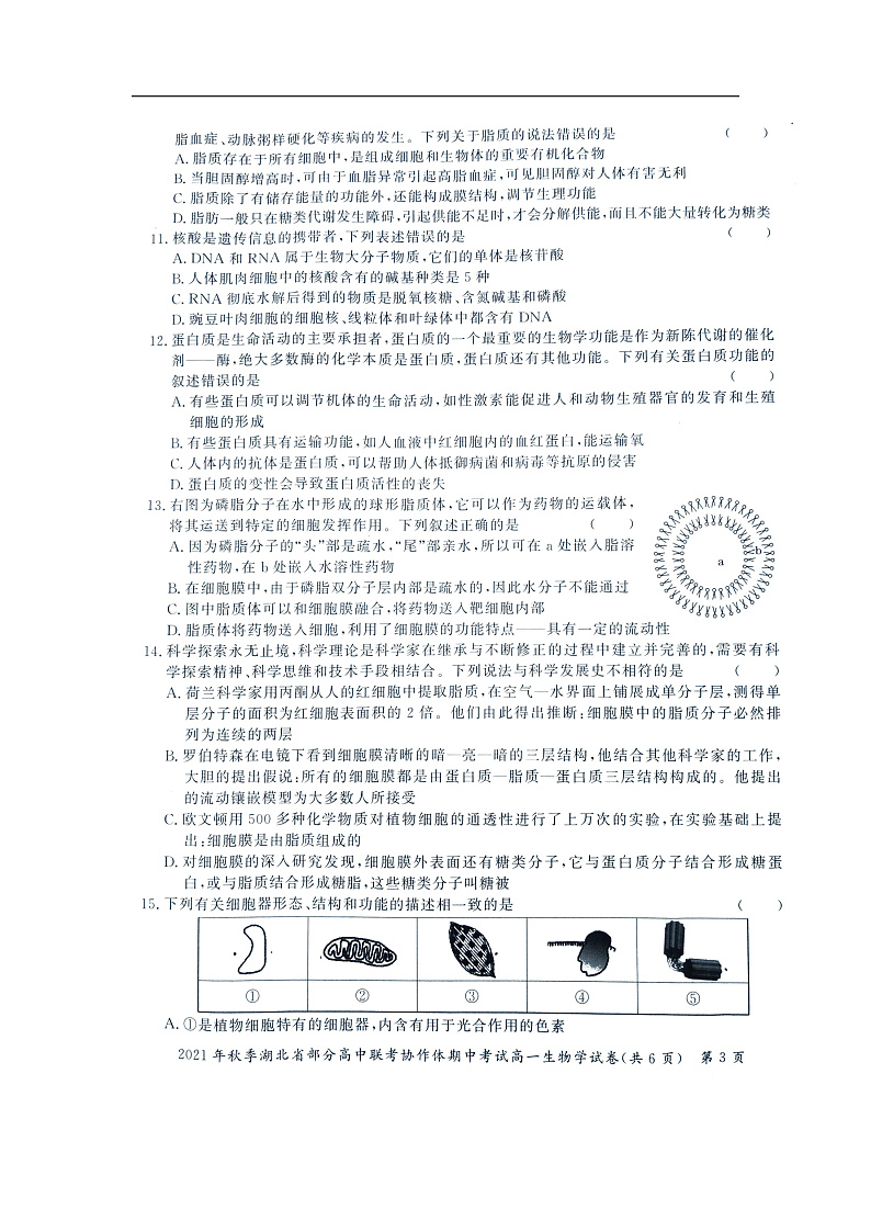 湖北省部分高中2021-2022学年高一上学期期中考试生物试卷扫描版含答案03