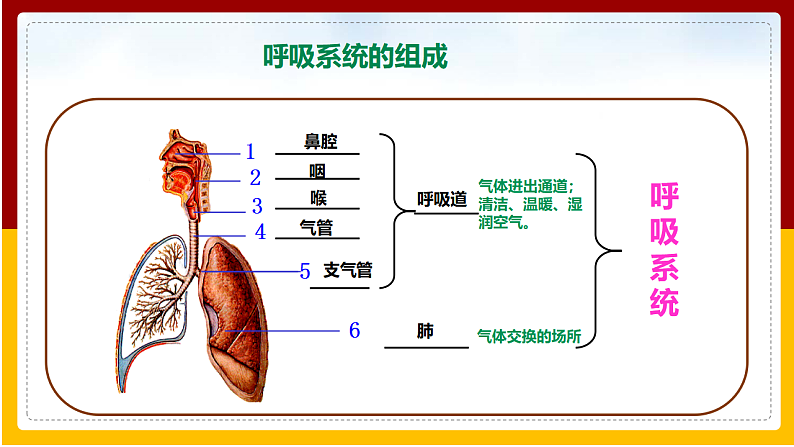 第2章 人的生活需要空气 第1节 人体与外界的气体交换课件PPT04