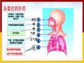 第2章 人的生活需要空气 第1节 人体与外界的气体交换课件PPT