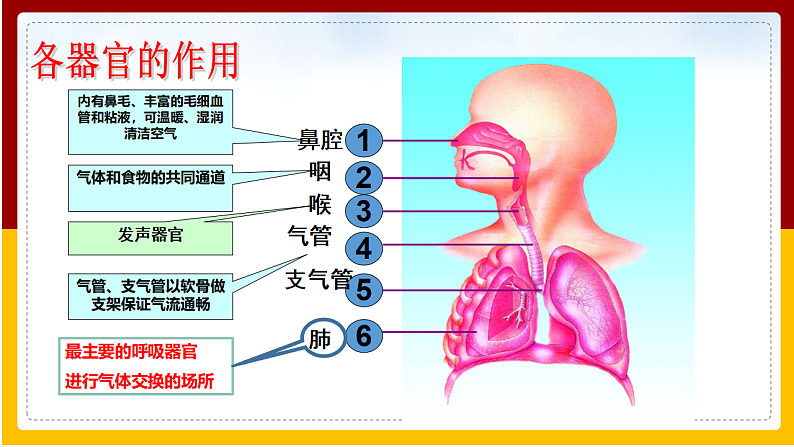 第2章 人的生活需要空气 第1节 人体与外界的气体交换课件PPT05