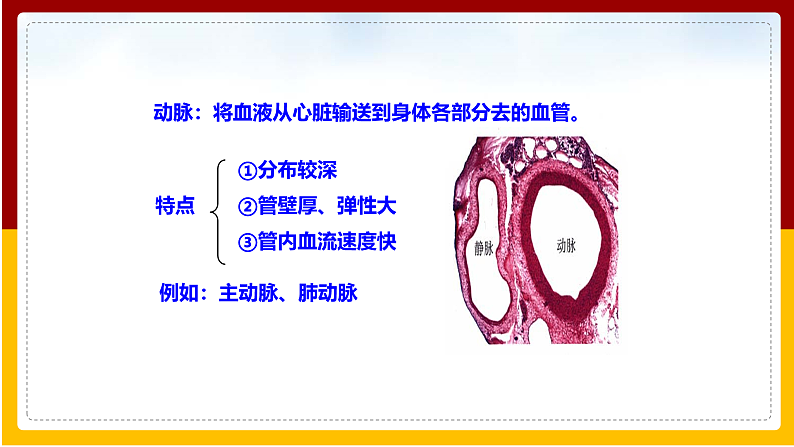 第3章 人体内的物质运输 第2节 物质运输的器官课件PPT05