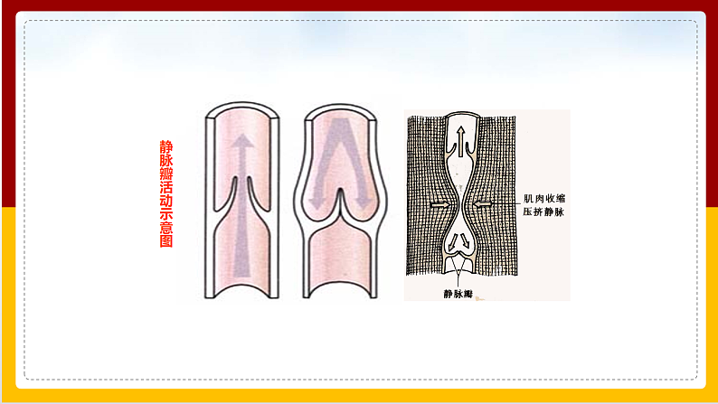 第3章 人体内的物质运输 第2节 物质运输的器官课件PPT07