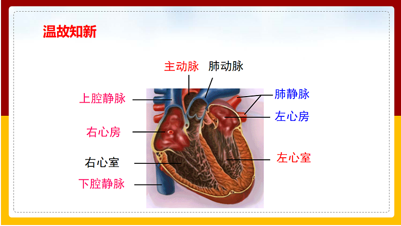 第3章 人体内的物质运输 第3节 物质运输的途径课件PPT02