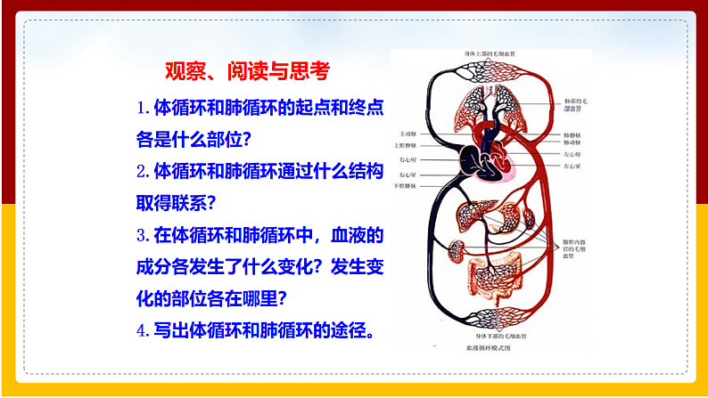 第3章 人体内的物质运输 第3节 物质运输的途径课件PPT06