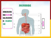 第1章 人的生活需要营养 第2节 消化和吸收(1)课件PPT