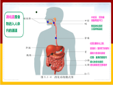 第1章 人的生活需要营养 第2节 消化和吸收(1)课件PPT