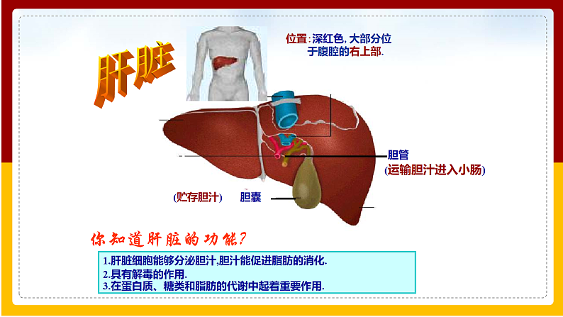 第1章 人的生活需要营养 第2节 消化和吸收(3)课件PPT第4页