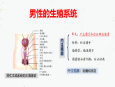 4.1.2人的生殖-2021-2022学年七年级生物下学期同步课件（人教版）
