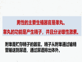 4.1.2人的生殖-2021-2022学年七年级生物下学期同步课件（人教版）