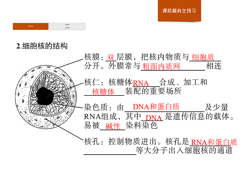2.4 细胞核是细胞生命活动的控制中心-课件浙科版（2019）高中生物必修一04