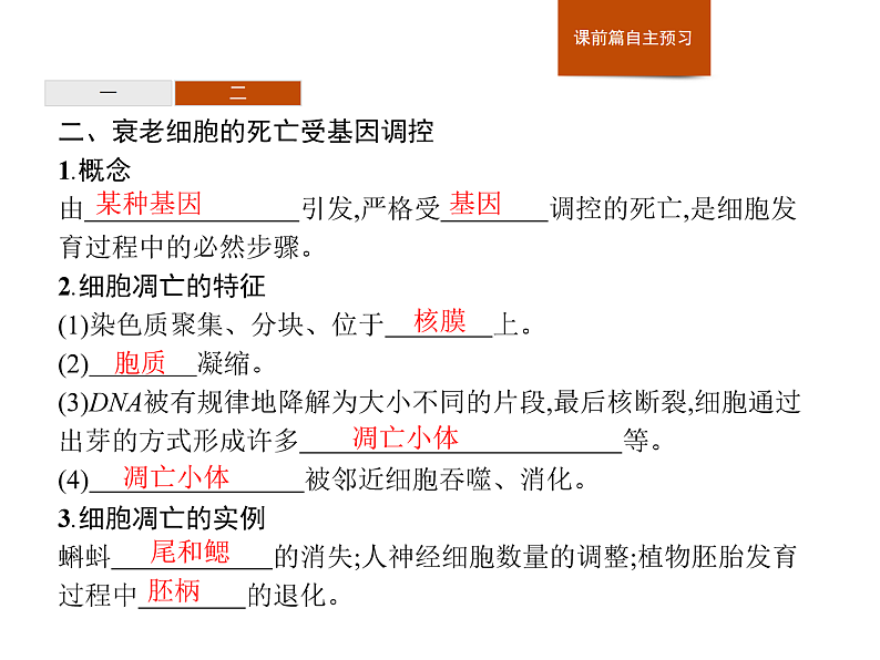 4.3 细胞凋亡是编程性死亡-课件浙科版（2019）高中生物必修一第6页