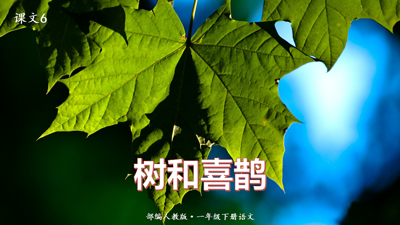 人教版（部编版）语文一年级下册：课文6树和喜鹊课件PPT第1页