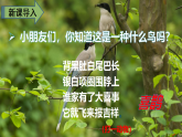 人教版（部编版）语文一年级下册：课文6树和喜鹊课件PPT
