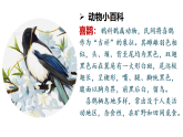 人教版（部编版）语文一年级下册：课文6树和喜鹊课件PPT