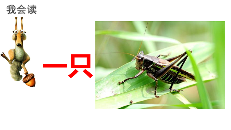 人教版（部编版）语文一年级下册：课文6树和喜鹊课件PPT第8页