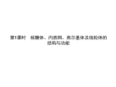 2.3 第1课时　核糖体、内质网、高尔基体及线粒体的结构与功能-课件浙科版（2019）高中生物必修一