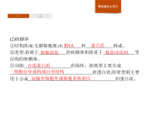 2.3 第1课时　核糖体、内质网、高尔基体及线粒体的结构与功能-课件浙科版（2019）高中生物必修一