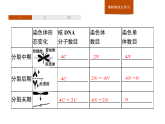 4.1 第2课时　细胞分裂过程中相关物质含量的变化及细胞癌变-课件浙科版（2019）高中生物必修一