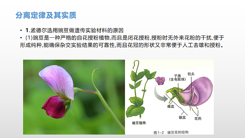 学考复习10分离定律 课件 2021届浙江高考生物学考复习（浙科版（2019））03