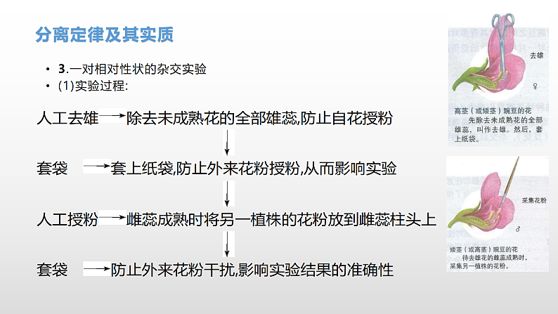 学考复习10分离定律 课件 2021届浙江高考生物学考复习（浙科版（2019））08