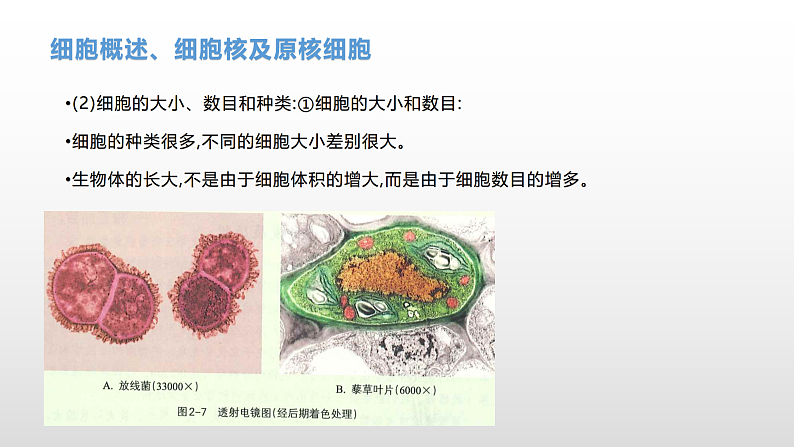 学考复习2细胞的结构 课件 2021届浙江高考生物学考复习（浙科版（2019））第7页
