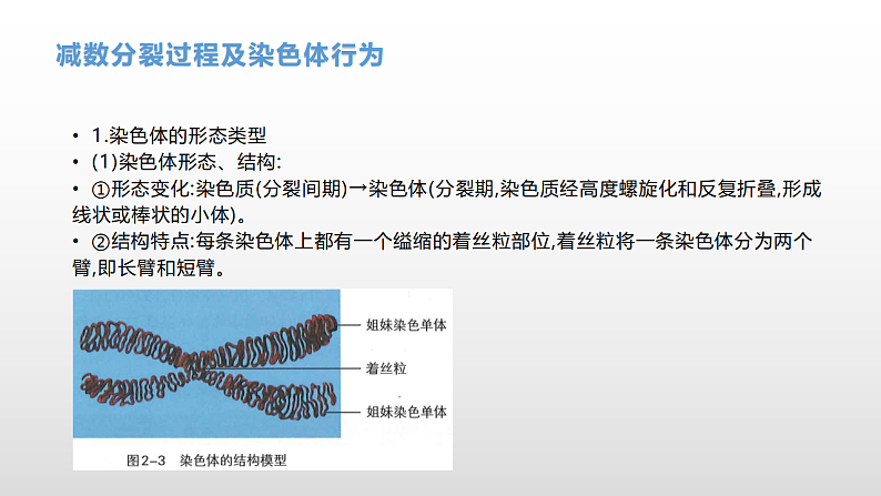 学考复习9减数分裂与受精作用(含遗传的染色体学说) 课件 2021届浙江高考生物学考复习（浙科版（2019））第3页