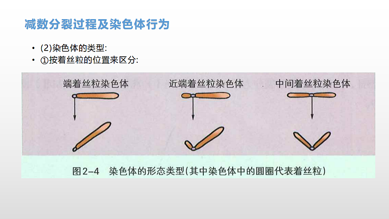 学考复习9减数分裂与受精作用(含遗传的染色体学说) 课件 2021届浙江高考生物学考复习（浙科版（2019））第4页