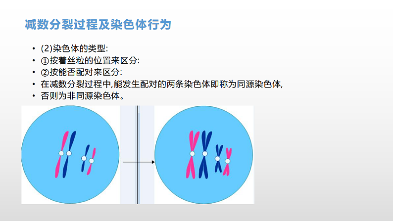 学考复习9减数分裂与受精作用(含遗传的染色体学说) 课件 2021届浙江高考生物学考复习（浙科版（2019））第5页