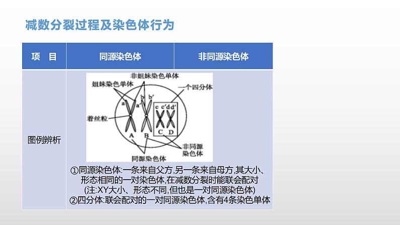 学考复习9减数分裂与受精作用(含遗传的染色体学说) 课件 2021届浙江高考生物学考复习（浙科版（2019））第7页