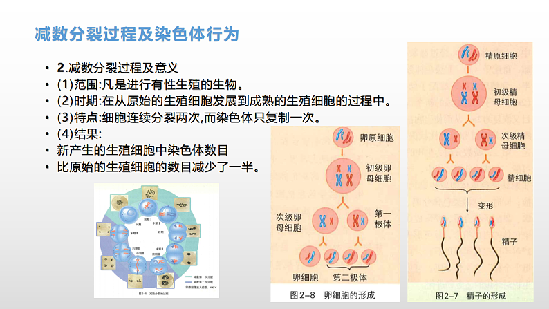 学考复习9减数分裂与受精作用(含遗传的染色体学说) 课件 2021届浙江高考生物学考复习（浙科版（2019））第8页