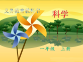 2教科版科学 .  观察一棵植物课件PPT