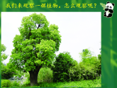 2教科版科学 .  观察一棵植物课件PPT