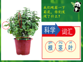 2教科版科学 .  观察一棵植物课件PPT